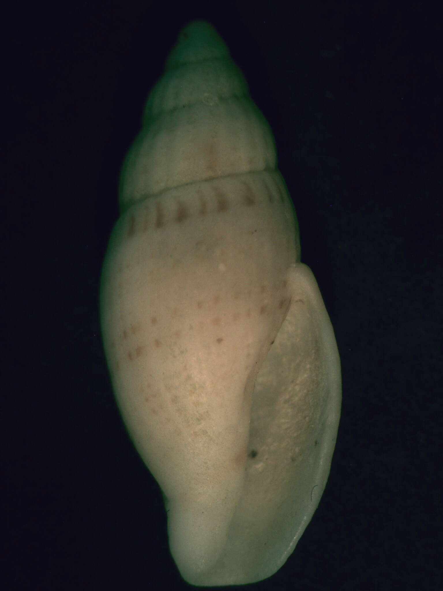Image of Guraleus australis