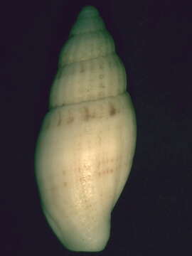 صورة Guraleus australis