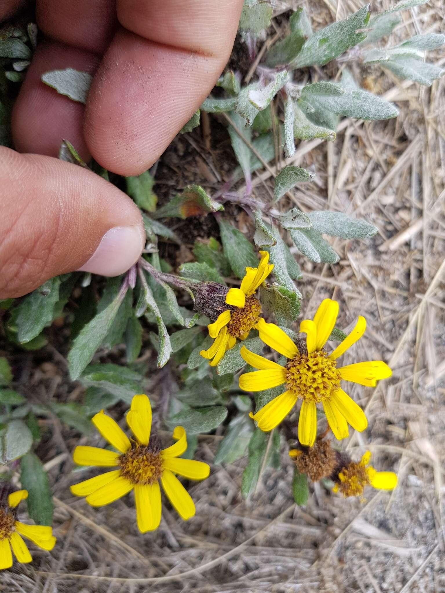 Image of Senecio procumbens Kunth