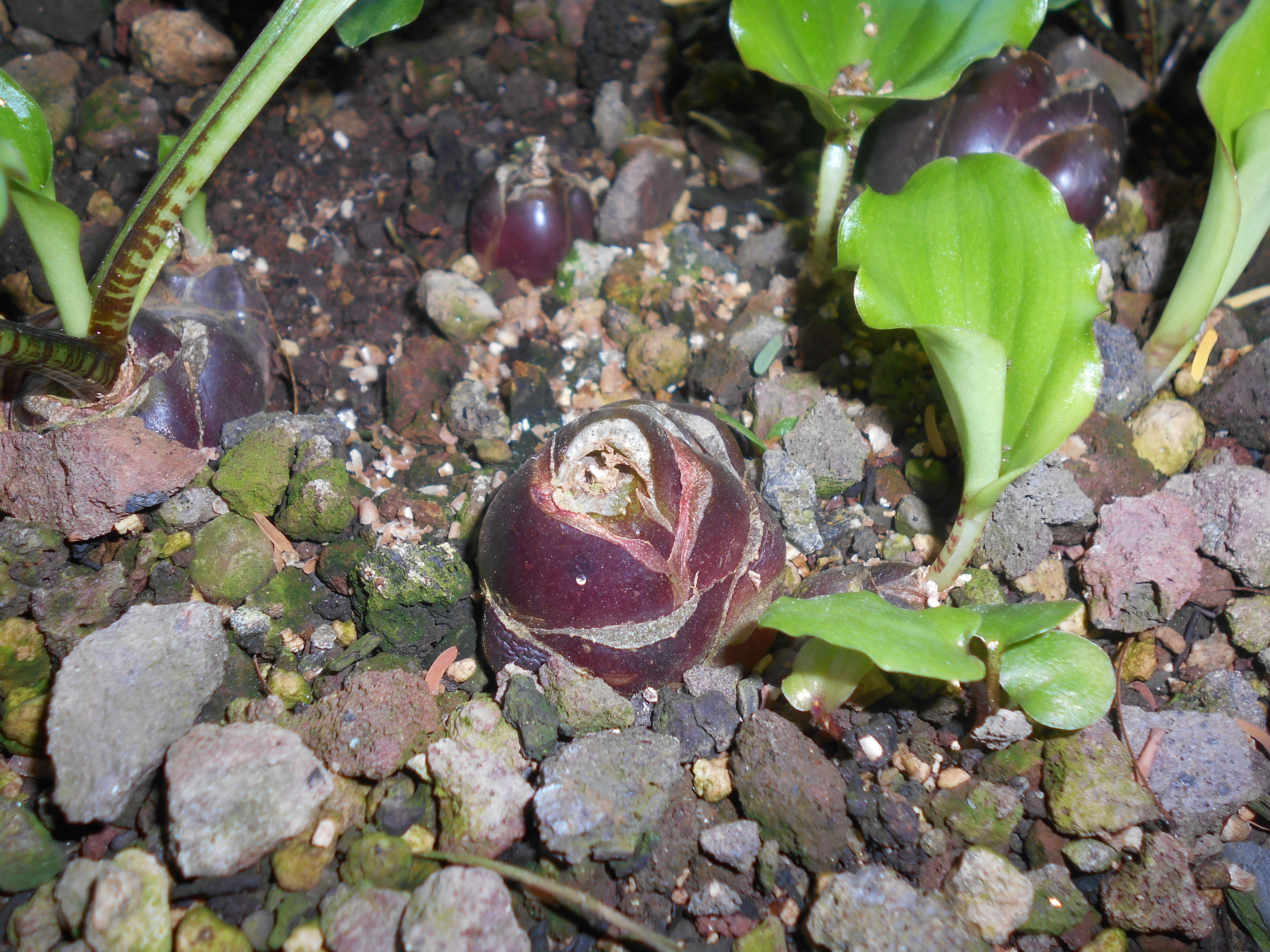 Image of Drimiopsis maculata Lindl. & Paxton