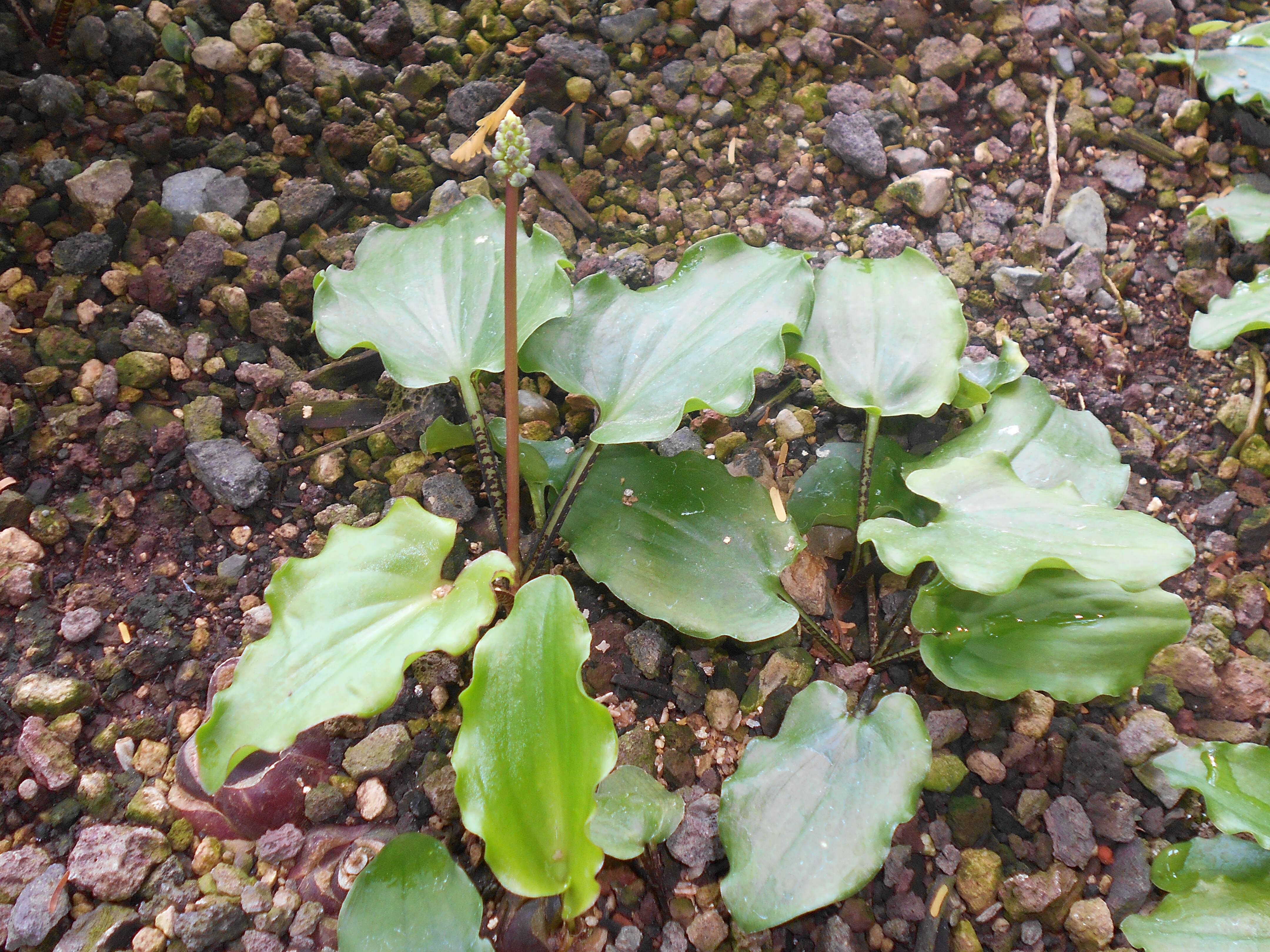 Image of Drimiopsis maculata Lindl. & Paxton