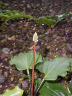 Image of Drimiopsis maculata Lindl. & Paxton