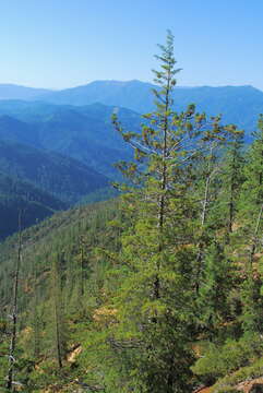 Image of Baker Cypress