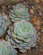 Image of Echeveria derenbergii J. A. Purpus