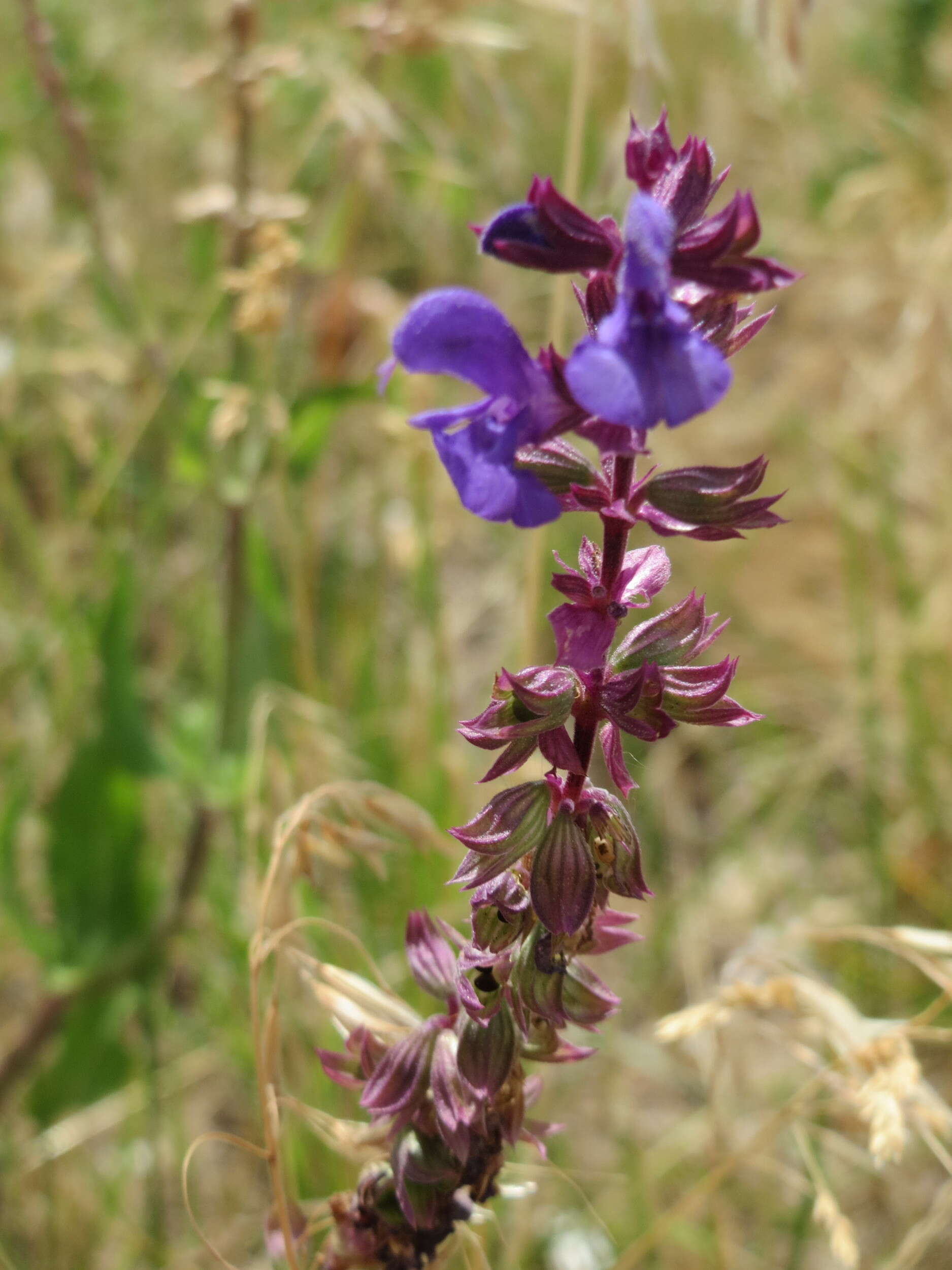 Imagem de Salvia nemorosa L.