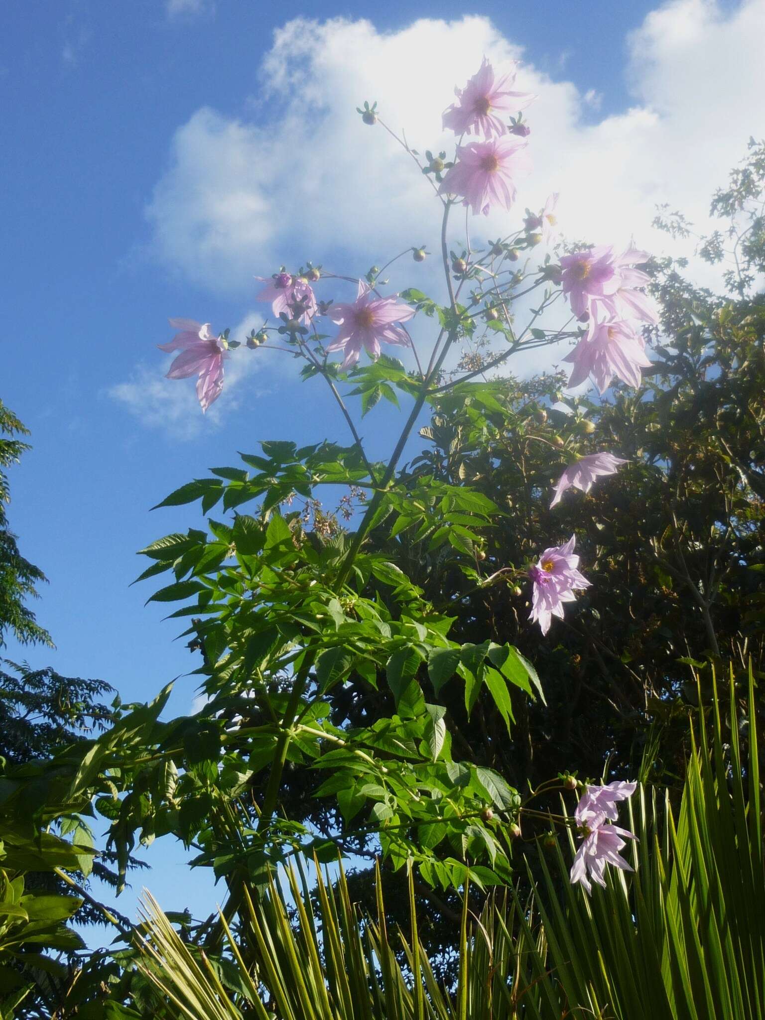 Image of Tree dahlia