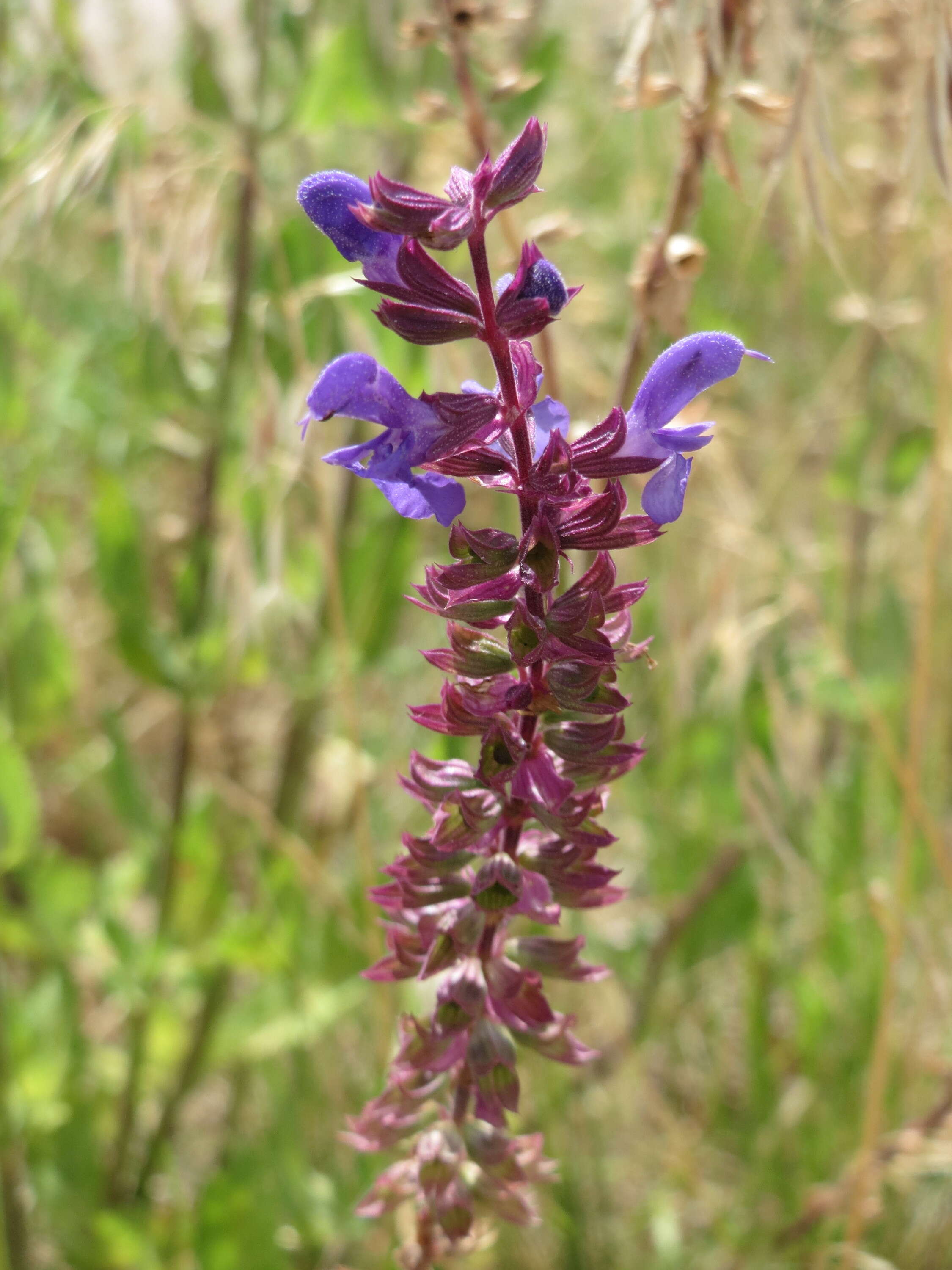 Imagem de Salvia nemorosa L.