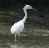 Imagem de Egretta eulophotes (Swinhoe 1860)