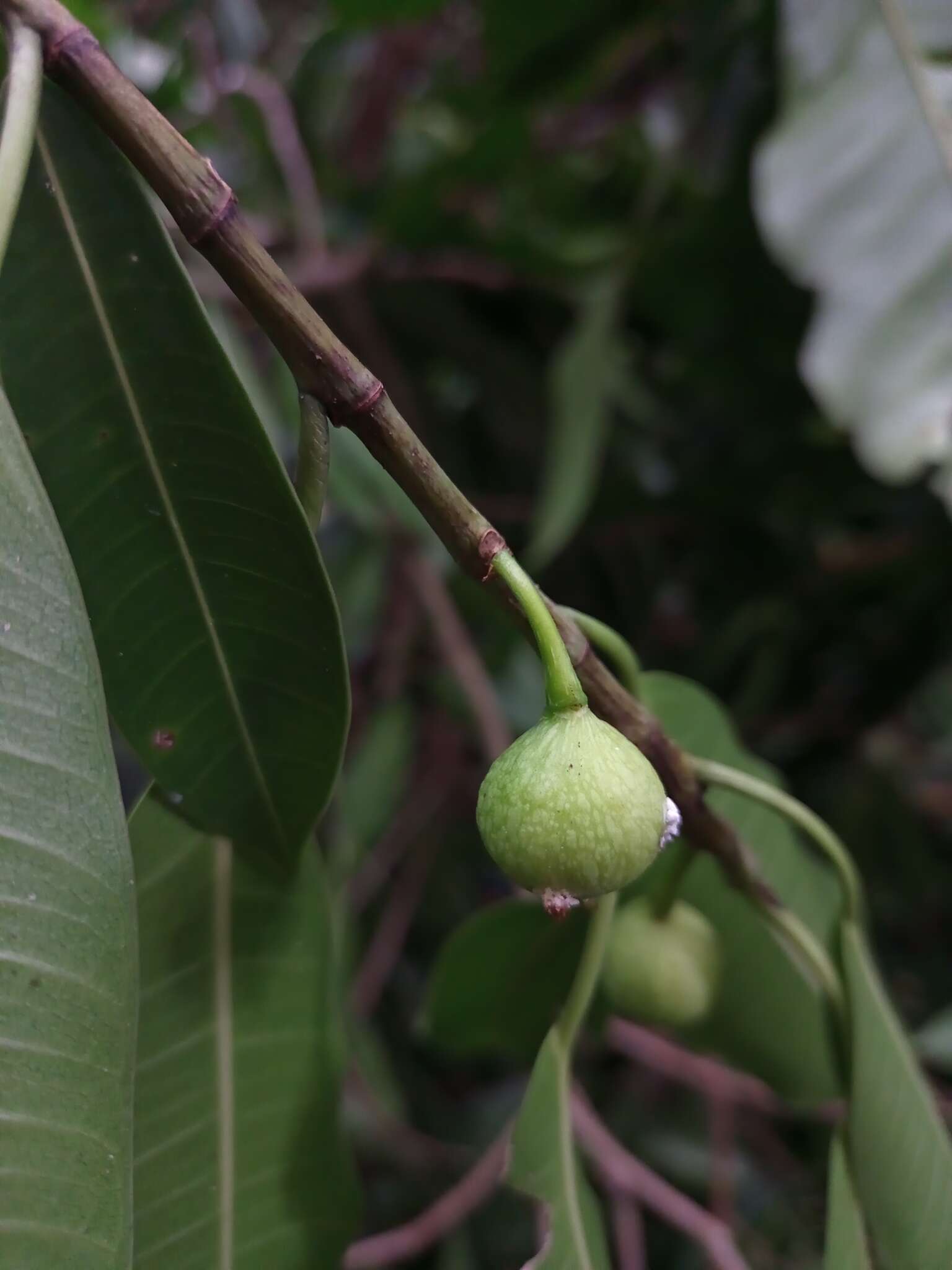 Ficus yoponensis Desv.的圖片