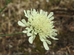 Image of cream pincushions