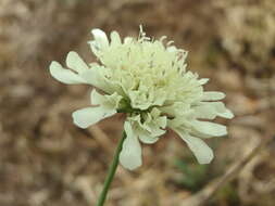 Image of cream pincushions