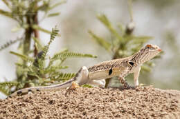 Image of Fringe-toed Sand Lizard