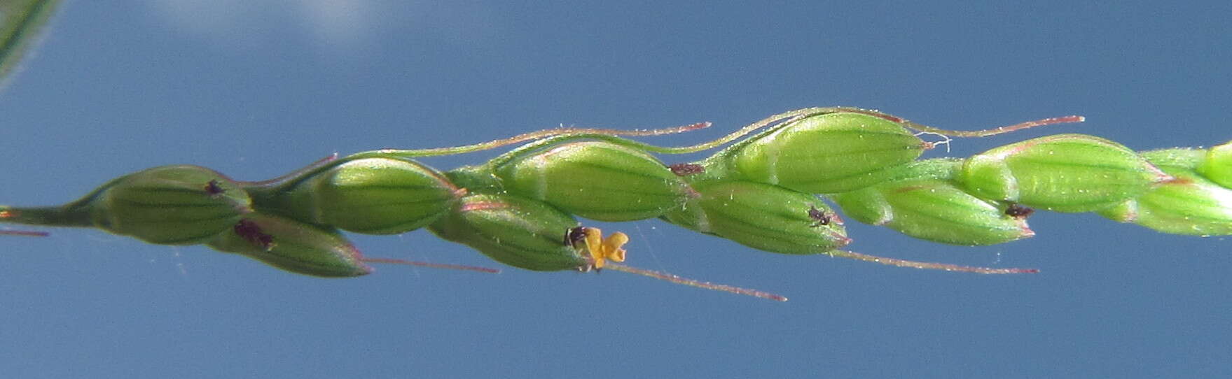 Image of bigleaf bristlegrass