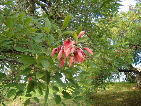 Слика од Erythrina crista-galli L.