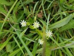 Image of beach starwort