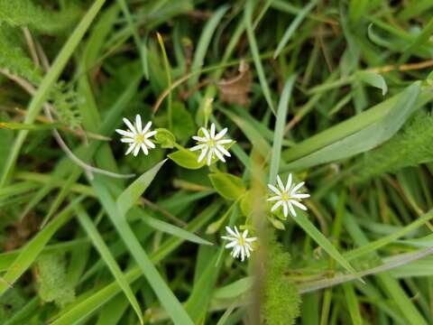 Image of beach starwort