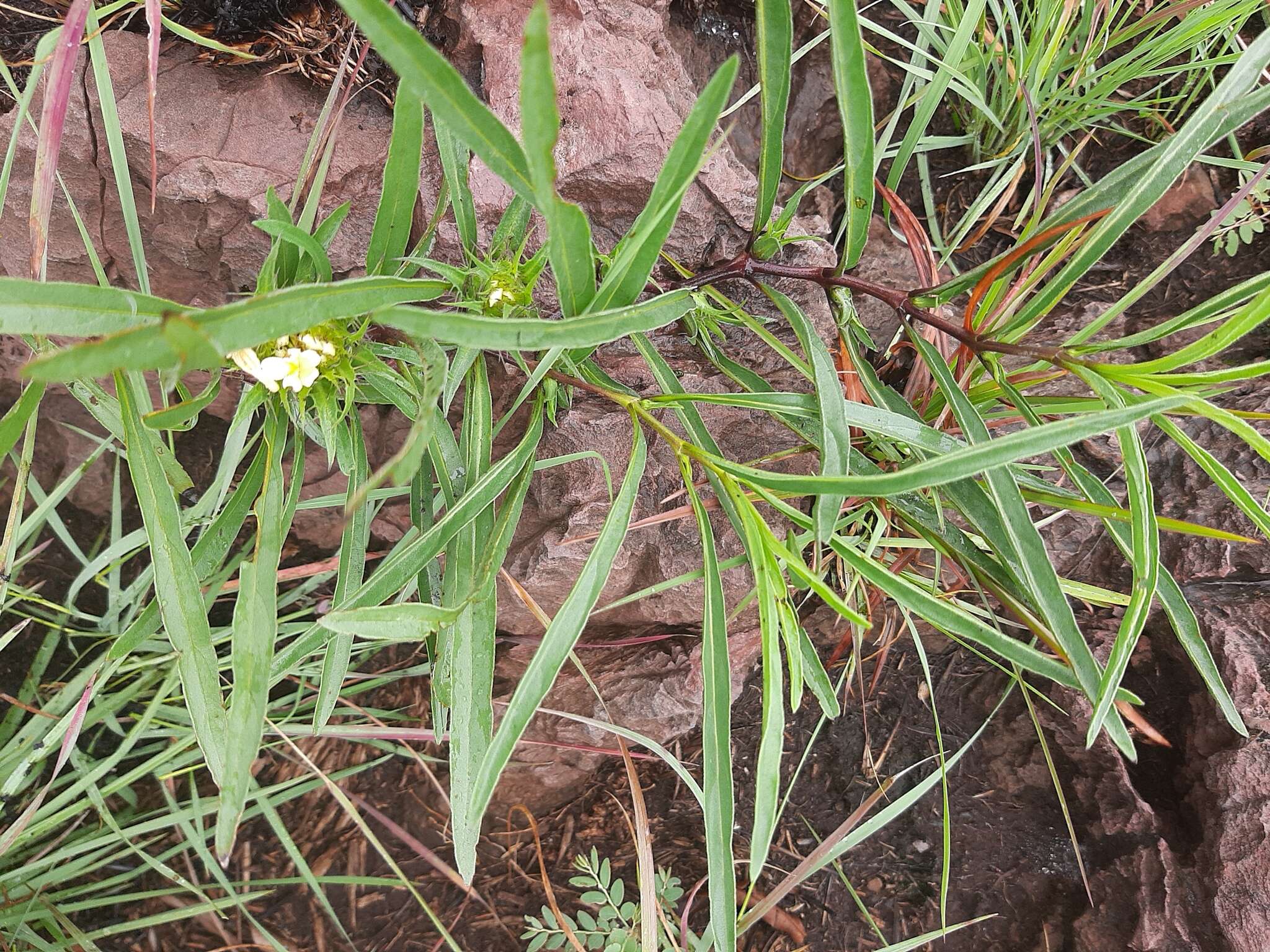 صورة Crabbea angustifolia Nees