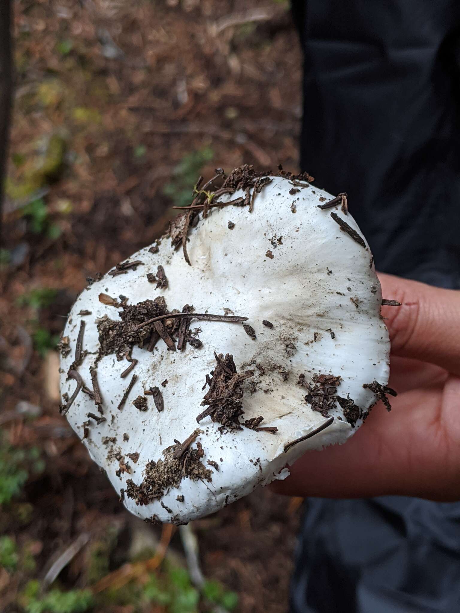 Слика од Hygrophorus subalpinus A. H. Sm. 1941