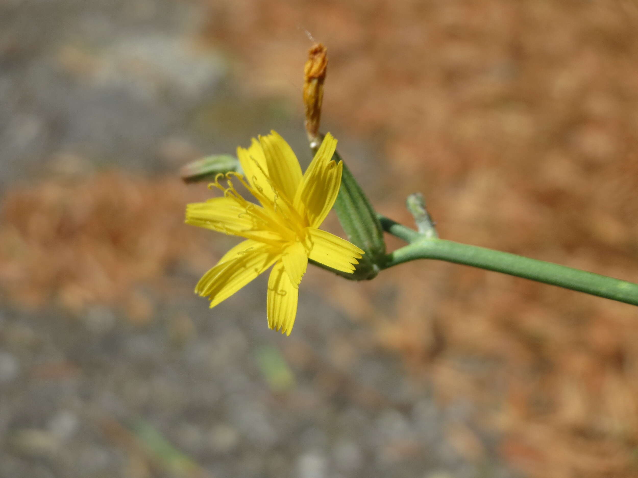 Image of chondrilla