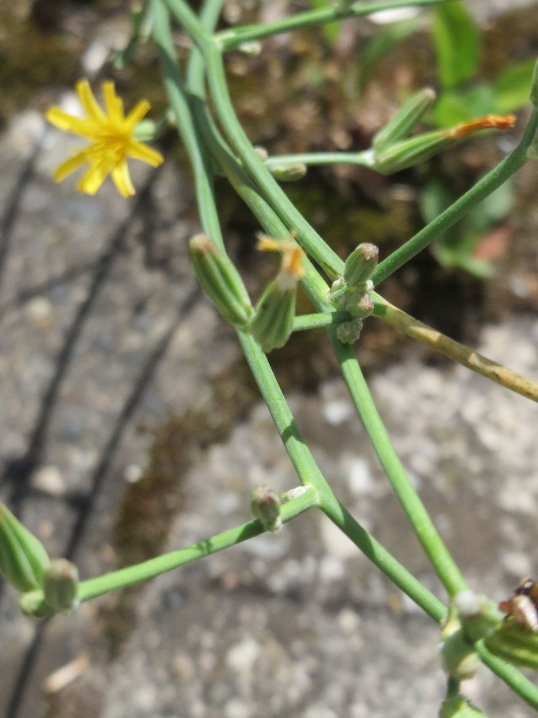 Chondrilla juncea L. resmi