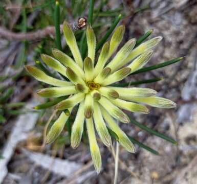 Image of Petrophile brevifolia Lindley