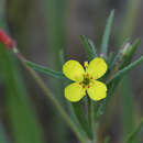 Image of Sierra suncup