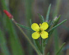 Image of Sierra suncup