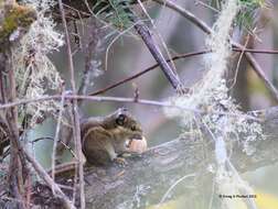 Image of Himalayan Striped Squirrel