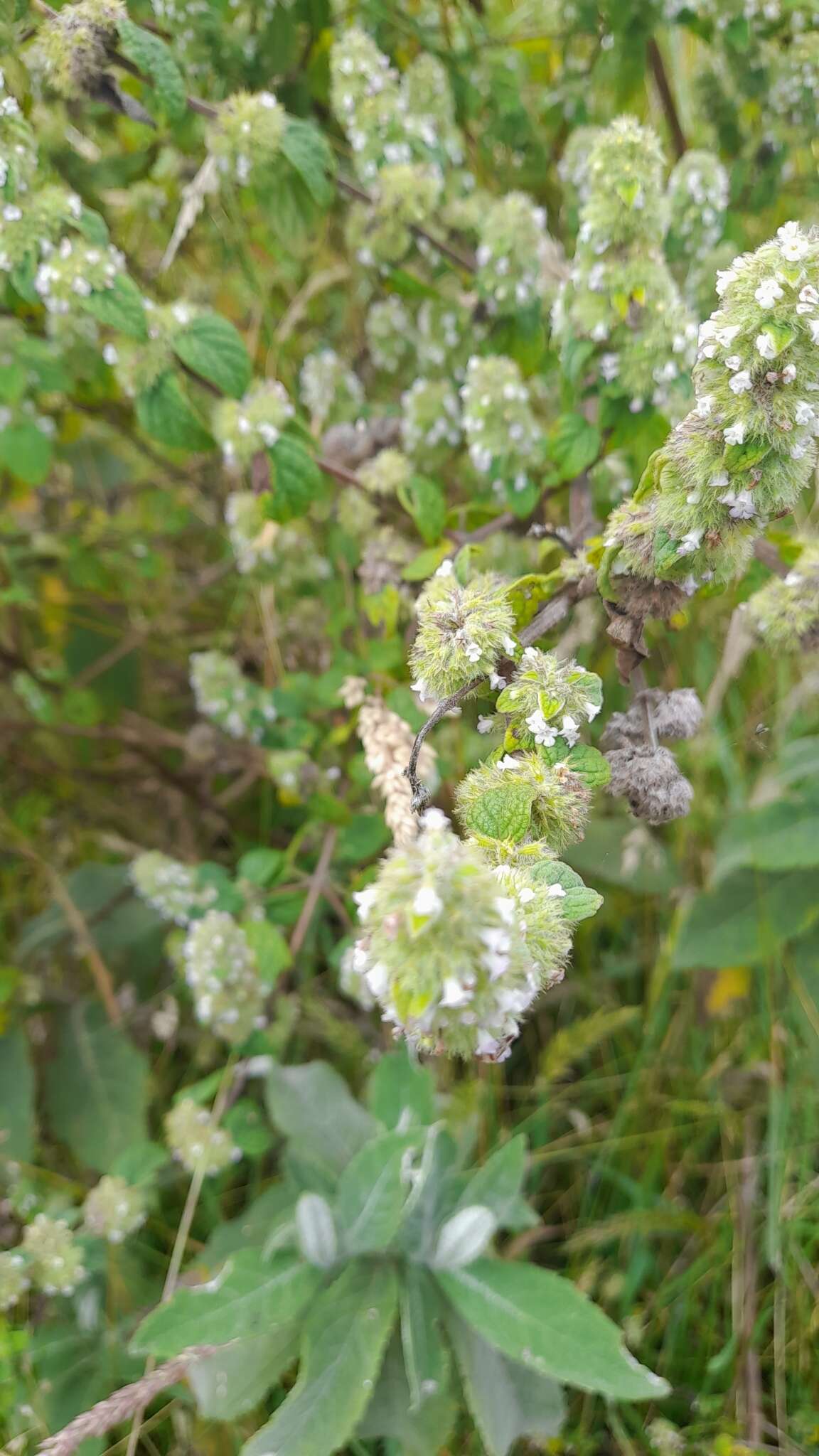 Image of Minthostachys mollis (Benth.) Griseb.