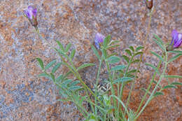 Imagem de Astragalus sesquiflorus S. Wats.