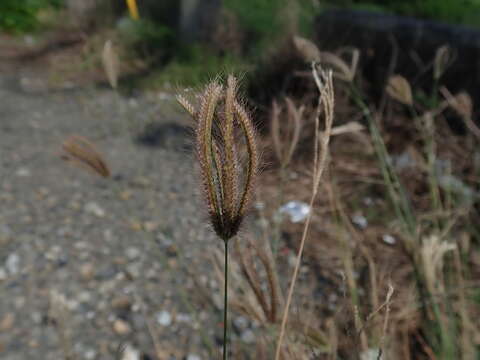 Image of swollen fingergrass