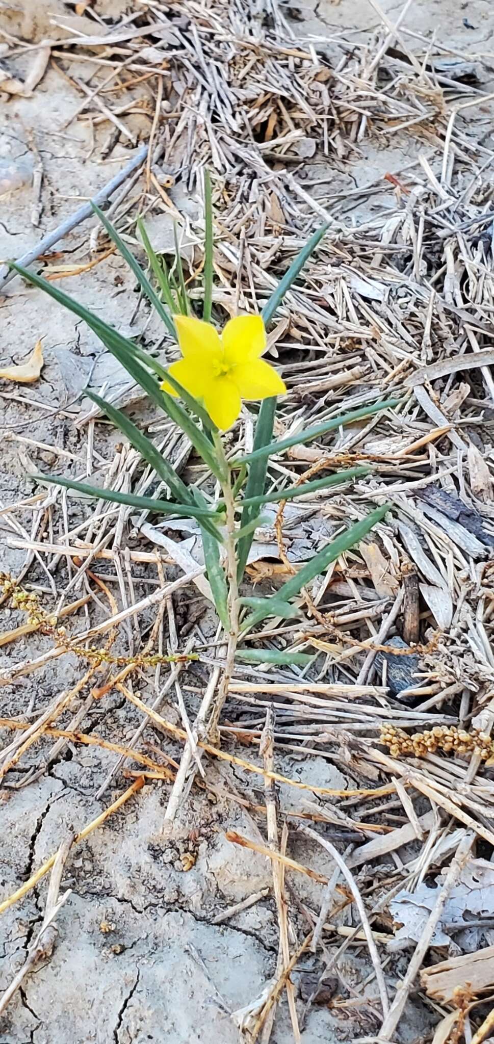 Image of Yellow Flameflower