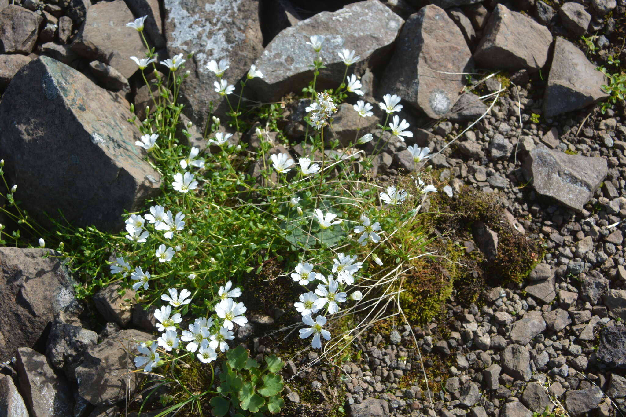 Image of Regel's chickweed