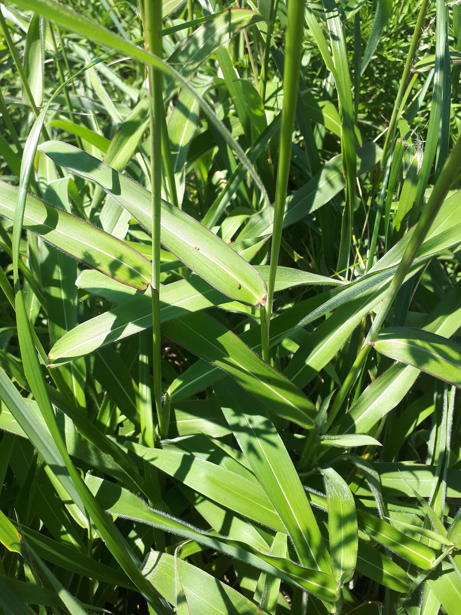 Image of frost grass