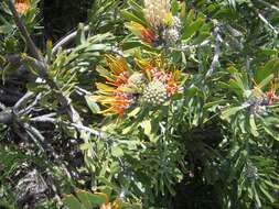 Image of Leucospermum erubescens Rourke