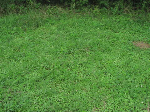 Imagem de Hydrocotyle ramiflora Maxim.