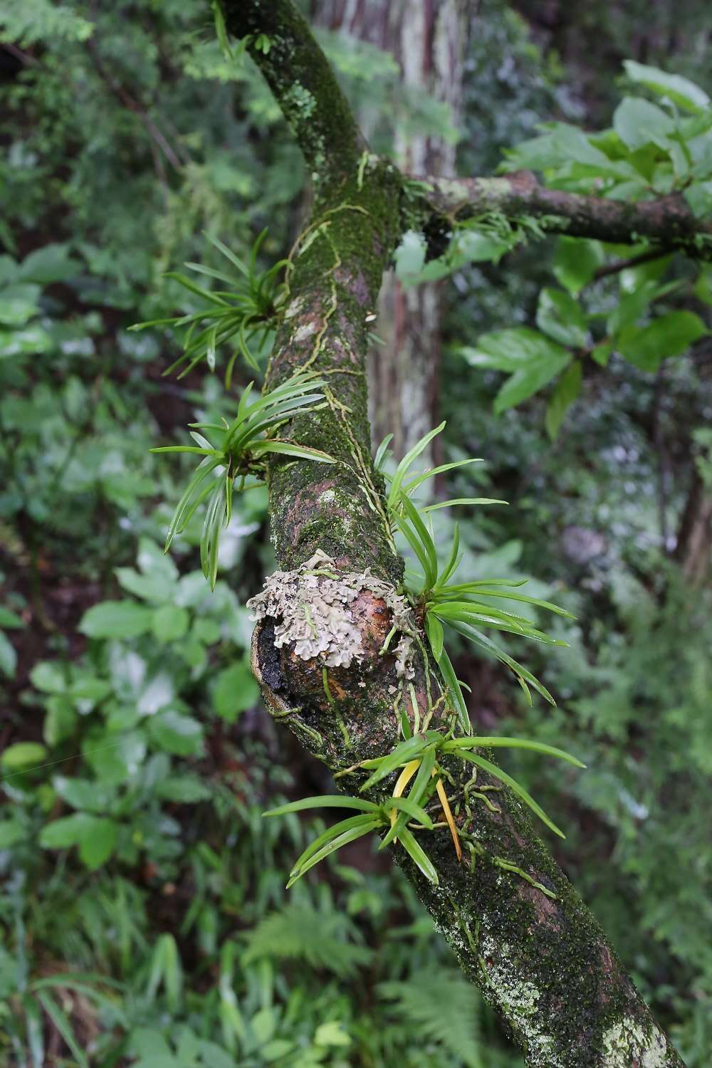 Image de Vanda falcata (Thunb.) Beer