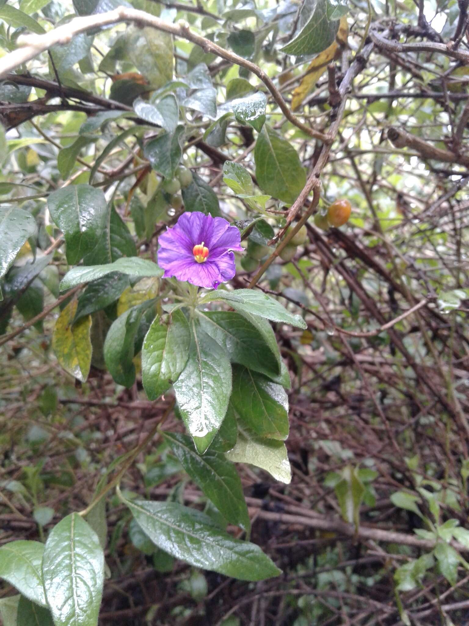 Image de Lycianthes lycioides (L.) Hassler