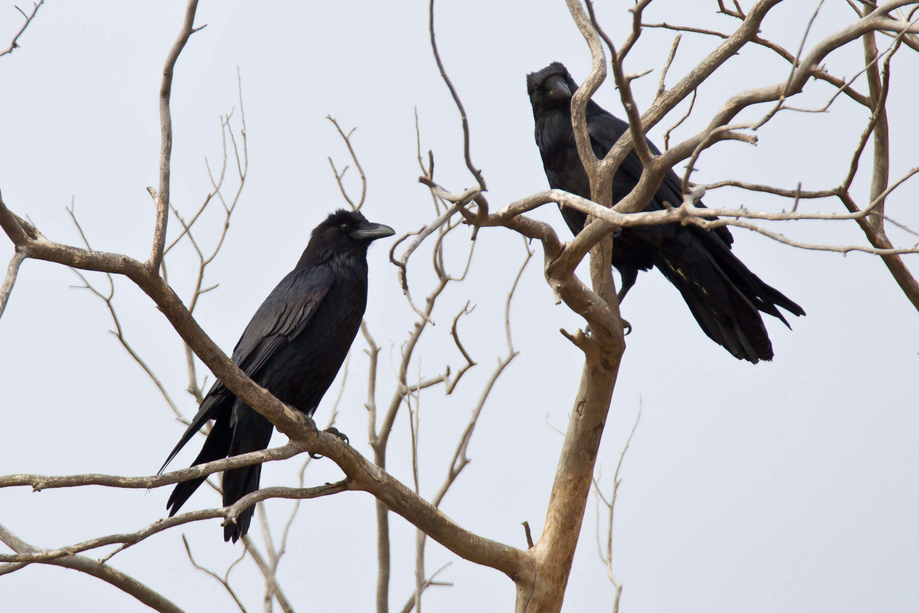 Image of Chihuahuan Raven