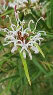 Imagem de Grevillea linearifolia (Cav.) Druce