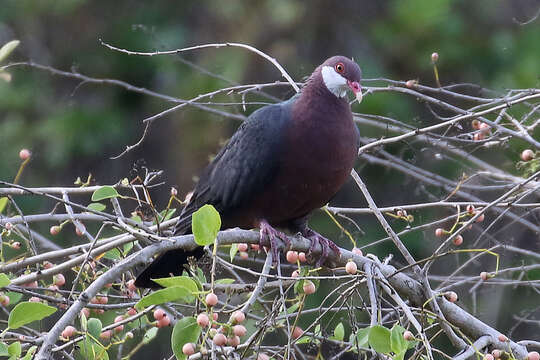 Image of Columba vitiensis hypoenochroa (Gould 1856)