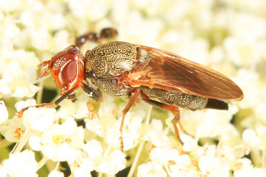 Image of Tetanops luridipennis Loew 1873