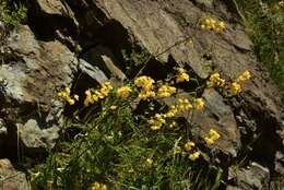 Image of Calceolaria dentata Ruiz & Pav.