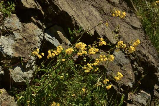Image of Calceolaria dentata Ruiz & Pav.