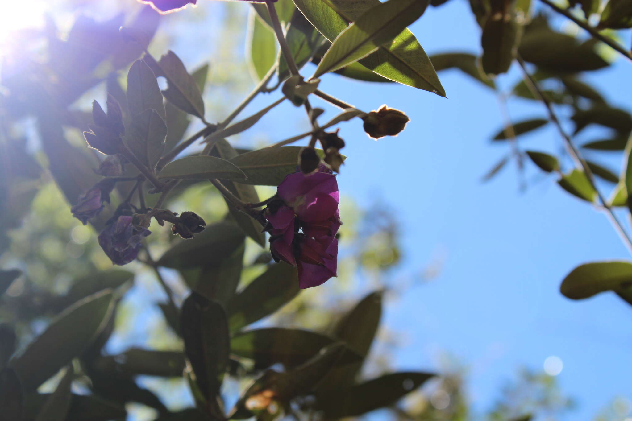 Image of Collaea speciosa (Loisel.) DC.