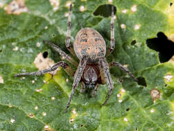 Image of Larinioides suspicax (O. Pickard-Cambridge 1876)