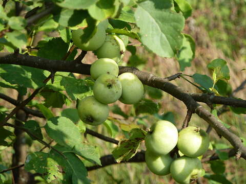 Imagem de Malus sylvestris Mill.