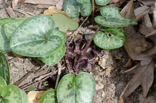 Image of little heartleaf