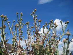 Image of Cotton Thistle