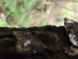 Image of Capnocybe spongiosa (Hoerl) S. Hughes 1966